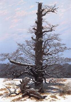 Eichbaum im Schnee