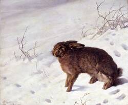 Hase im Schnee