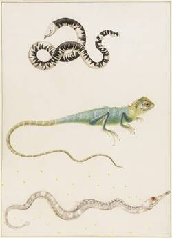 Maria Sibylla Merian in Südamerika